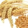 Wheat